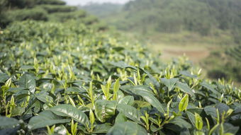 烟台毛尖茶叶品牌招商推广方案