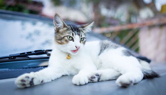 猫咪漱口水大揭秘，平价品牌推荐，让你的爱猫口腔更健康！