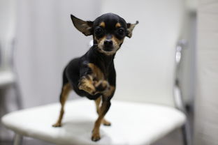 犬玩具品牌解析与案例分析