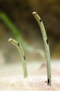 探索海洋的诗意，发现贝壳手链的魅力