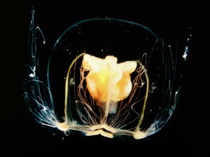 海洋生物系列灯具品牌