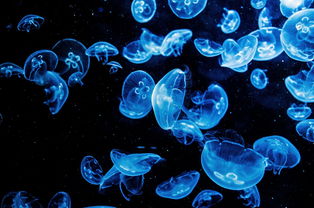 海洋生物系列灯具品牌