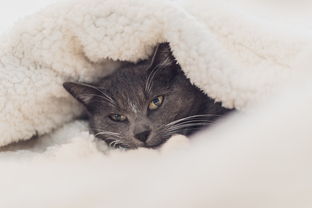 英国养猫族必备！盘点那些能净化空气的猫咪友好空气净化器品牌