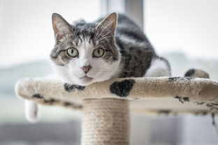可爱的猫玩具有哪些知名品牌