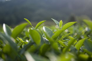 龙井茶叶品牌推广案例分析