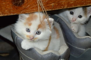 哪个品牌的奶猫奶嘴好用？深度评测告诉你！