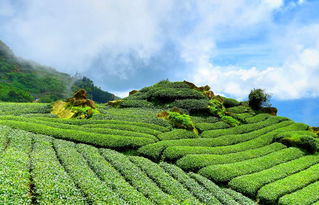 茶界中国，璀璨的茶叶品牌群英荟萃